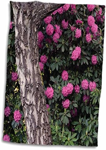 3дрозные рододендрони, Градина Рододендрони Кристал Спрингс, Орегон, САЩ - Кърпи (twl-191653-3)