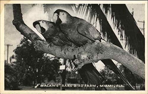 Ферма редки птици - ара, Флорида Маями, Флорида Оригиналната реколта картичка