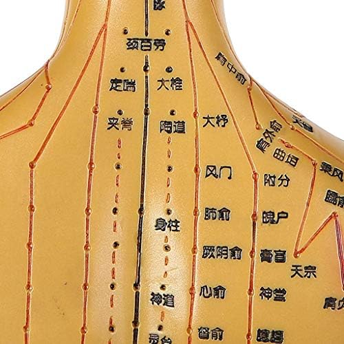 Образователна Модел, 10 Анатомия на Човека - 50 см Модел на Акупунктурните Точки на Човешкото Меридиана на Медни Гумена Жена Обучение Акупунктура Меридианите на Акупунктурните Точки, Медицински Образователен Инструмент