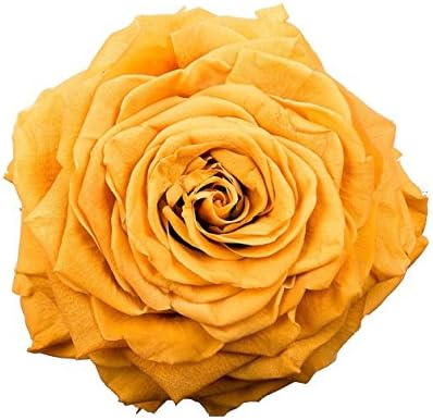 Кутия за Рози с консервирани цветя, Ръчно изработени, на Свежа Роза, Вечната Роза, Подарък за Свети Валентин, Годишнина, рожден Ден, на Участието (Дижон)