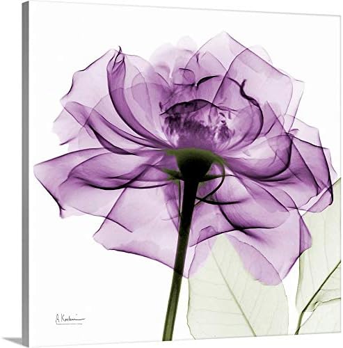 Стенен Принт на Платно с Рентгеновата Снимка Purpurea Рози, Фигура Рози