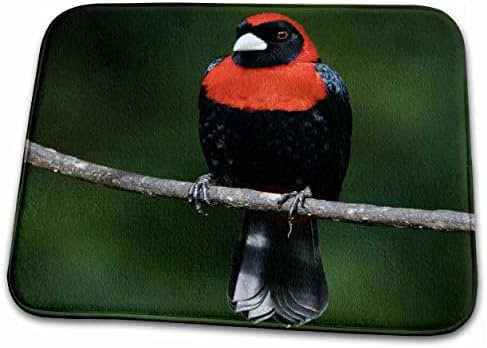 3. Птица червения таван с малинов причините, Коста-Рика - NA02... - Постелки за баня (rug-84468-1)