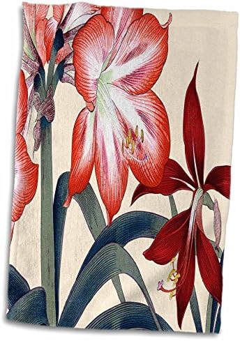 3. Цветя amaryllis розово и тъмно-червен цвят с жълти тичинки - Кърпи (twl-171388-3)